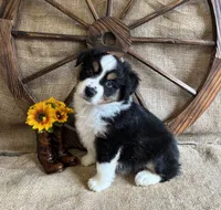 Black Tri Male , a male Miniature American Shepherd for sale in Kalama, WA – 2 of 8