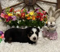 Black Tri Female #3, a female Miniature American Shepherd for sale in Kalama, WA – Photo 2 of 3