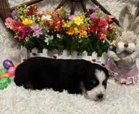 Black Tri Female #3, a female Miniature American Shepherd for sale in Kalama, WA – Photo 3 of 3