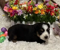 Black Tri Female #3, a female Miniature American Shepherd for sale in Kalama, WA – Photo 1 of 3
