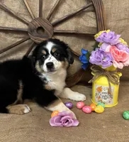 Black Tri Female #1, a female Miniature American Shepherd for sale in Kalama, WA – Photo 1 of 6