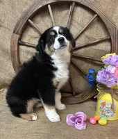 Black Tri Female #1, a female Miniature American Shepherd for sale in Kalama, WA – Photo 4 of 6