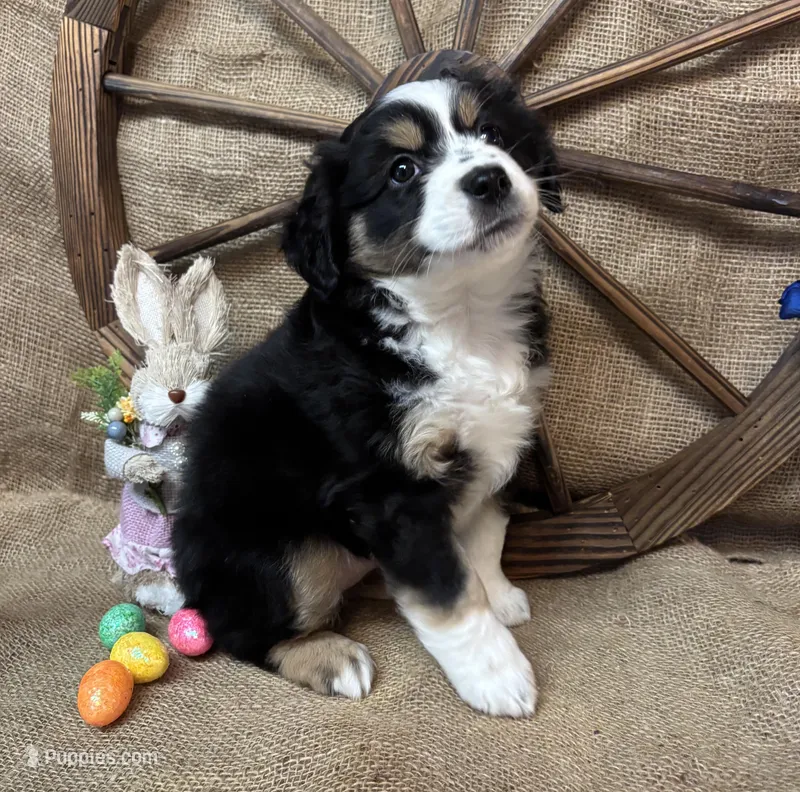 Black Tri Female #1 – Miniature American Shepherd puppy for sale in Kalama, WA