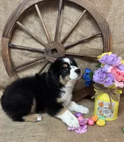 Black Tri Female #1, a female Miniature American Shepherd for sale in Kalama, WA – Photo 6 of 6