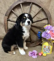 Black Tri Female #1, a female Miniature American Shepherd for sale in Kalama, WA – Photo 5 of 6