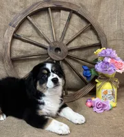 Black Tri Female #1, a female Miniature American Shepherd for sale in Kalama, WA – Photo 3 of 6