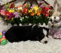 Black Tri Female #1, a female Miniature American Shepherd for sale in Kalama, WA – Photo 4 of 5