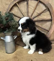 Black Tri Male , a male Miniature American Shepherd for sale in Kalama, WA – 6 of 8