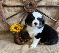 Black Tri Male , a male Miniature American Shepherd for sale in Kalama, WA – 5 of 10