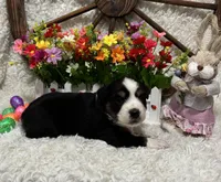 Black Tri Female #1, a female Miniature Australian Shepherd for sale in Kalama, WA – Photo 1 of 4