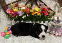 Black Tri Female #1, a female Miniature Australian Shepherd for sale in Kalama, WA – Photo 4 of 4