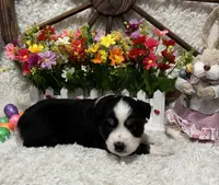 Black Tri Female #1, a female Miniature Australian Shepherd for sale in Kalama, WA – Photo 3 of 4