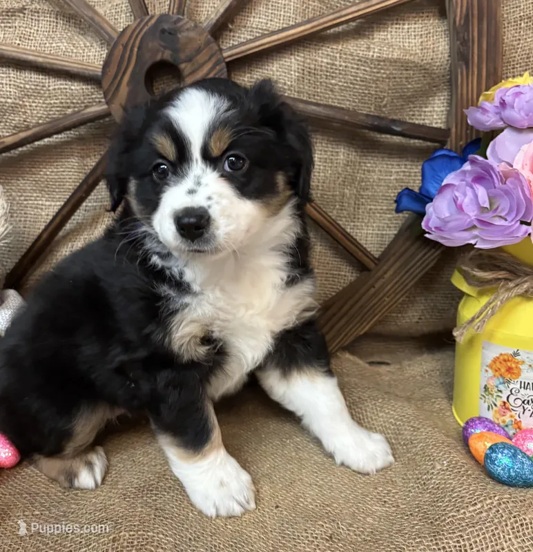 Black Tri Female #1 – Miniature Australian Shepherd puppy for sale in Kalama, WA