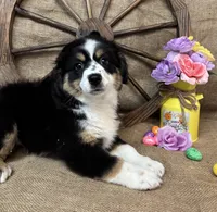 Black Tri Female #1, a female Miniature Australian Shepherd for sale in Kalama, WA – Photo 2 of 3