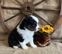 Black Tri Male , a male Miniature American Shepherd for sale in Kalama, WA – 3 of 10