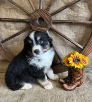 Black Tri Male , a male Miniature American Shepherd for sale in Kalama, WA – 6 of 6