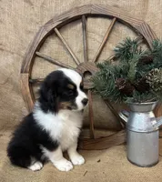 Black Tri Male , a male Miniature American Shepherd for sale in Kalama, WA – 7 of 8