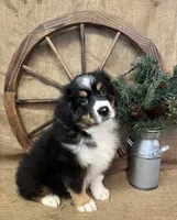 Black Tri Male , a male Miniature Australian Shepherd for sale in Kalama, WA – 5 of 6