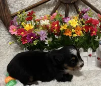 Black Tri Female #2, a female Miniature American Shepherd for sale in Kalama, WA – Photo 3 of 4