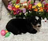Black Tri Female #2, a female Miniature American Shepherd for sale in Kalama, WA – Photo 4 of 4