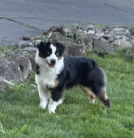 Rein, a female Miniature American Shepherd for sale in Kalama, WA – 4 of 8