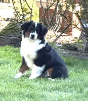 Willow, a female Miniature American Shepherd for sale in Kalama, WA – 3 of 5