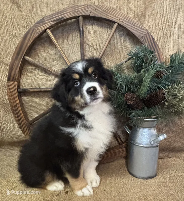 Black Tri Male  – Miniature American Shepherd puppy for sale in Kalama, WA