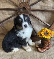 Black Tri Male , a male Miniature American Shepherd for sale in Kalama, WA – 4 of 6