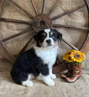 Black Tri Male , a male Miniature American Shepherd for sale in Kalama, WA – 3 of 8