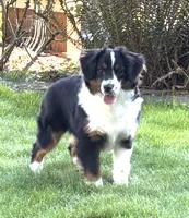 Willow, a female Miniature American Shepherd for sale in Kalama, WA – 5 of 5