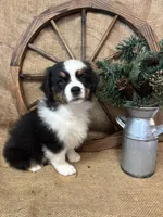 Black Tri Male , a male Miniature Australian Shepherd for sale in Kalama, WA – 6 of 8