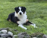 Rein, a female Miniature American Shepherd for sale in Kalama, WA – 6 of 8