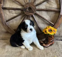 Black Tri Male one BLUE Eye , a male Miniature American Shepherd for sale in Kalama, WA – 2 of 6