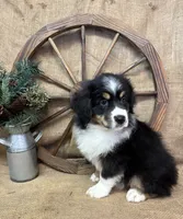 Black Tri Male , a male Miniature American Shepherd for sale in Kalama, WA – 3 of 6