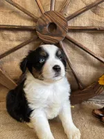 Black Tri Male one BLUE Eye , a male Miniature American Shepherd for sale in Kalama, WA – 6 of 6