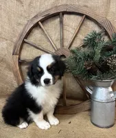 Black Tri Male , a male Miniature American Shepherd for sale in Kalama, WA – 8 of 8