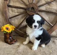 Black Tri Male , a male Miniature American Shepherd for sale in Kalama, WA – 6 of 10