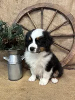 Black Tri Male , a male Miniature Australian Shepherd for sale in Kalama, WA – 2 of 8
