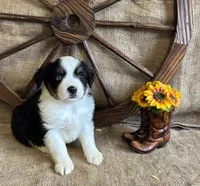 Black Tri Male one BLUE Eye , a male Miniature American Shepherd for sale in Kalama, WA – 3 of 6