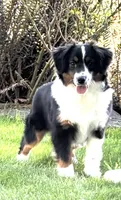 Willow, a female Miniature American Shepherd for sale in Kalama, WA – 4 of 5