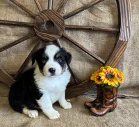 Black Tri Male one BLUE Eye , a male Miniature American Shepherd for sale in Kalama, WA – 4 of 6