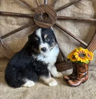 Black Tri Male , a male Miniature American Shepherd for sale in Kalama, WA – 2 of 6