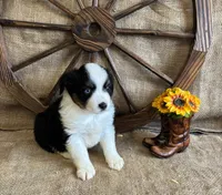 Black Tri Male one BLUE Eye , a male Miniature American Shepherd for sale in Kalama, WA – 5 of 6