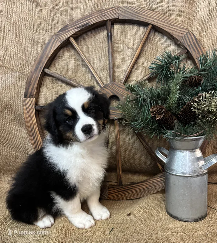 Black Tri Male  – Miniature Australian Shepherd puppy for sale in Kalama, WA