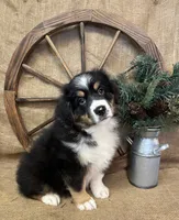 Black Tri Male , a male Miniature Australian Shepherd for sale in Kalama, WA – 6 of 6