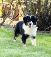 Willow, a female Miniature American Shepherd for sale in Kalama, WA – 2 of 5