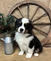 Black Tri Male , a male Miniature American Shepherd for sale in Kalama, WA – 3 of 8