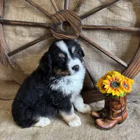 Black Tri Male , a male Miniature American Shepherd for sale in Kalama, WA – 5 of 6