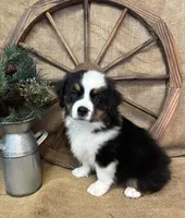 Black Tri Male , a male Miniature American Shepherd for sale in Kalama, WA – 5 of 8
