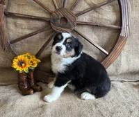 Black Tri Male , a male Miniature American Shepherd for sale in Kalama, WA – 6 of 8